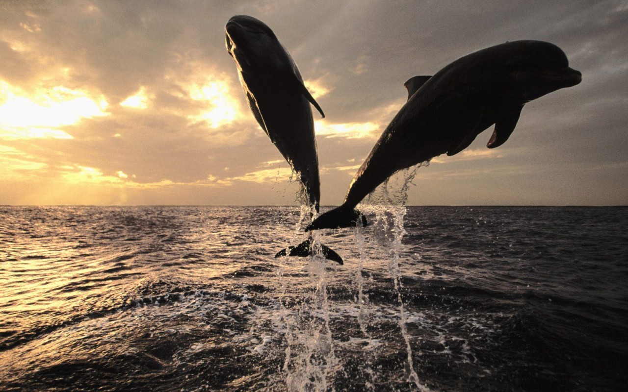 tapety delfiny (35).jpg