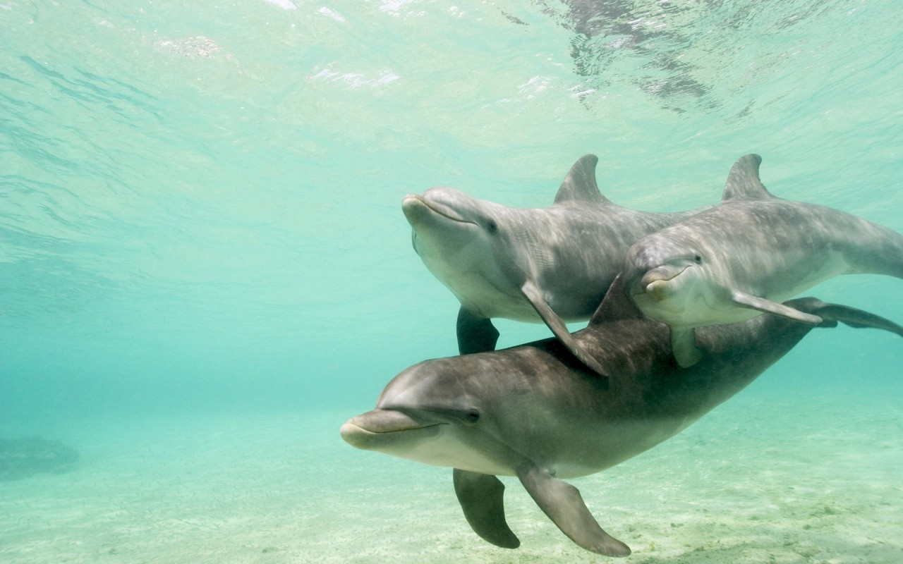 delfiny (2).jpg