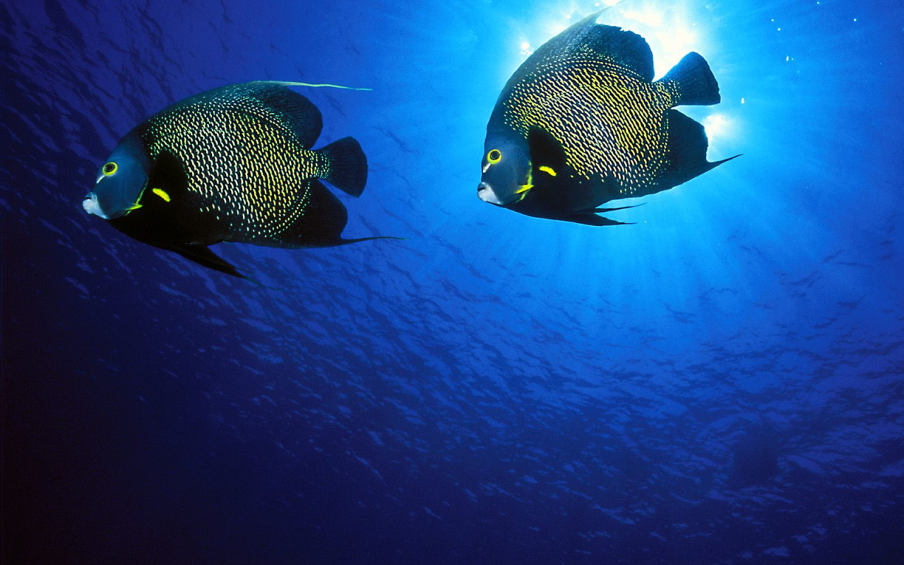 French Angelfish.jpg