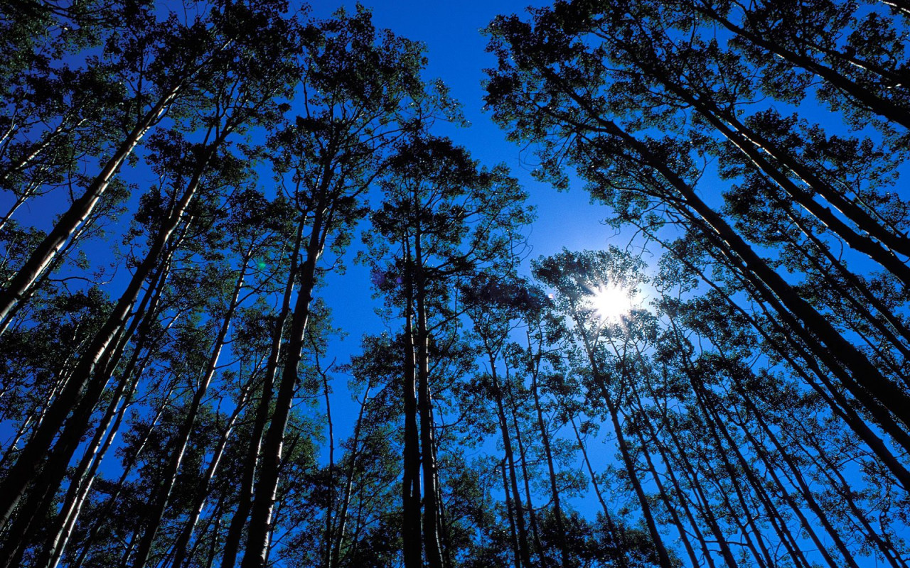 Quaking Aspen Grove, Maroon Bells Wilderness, Colorado.jpg