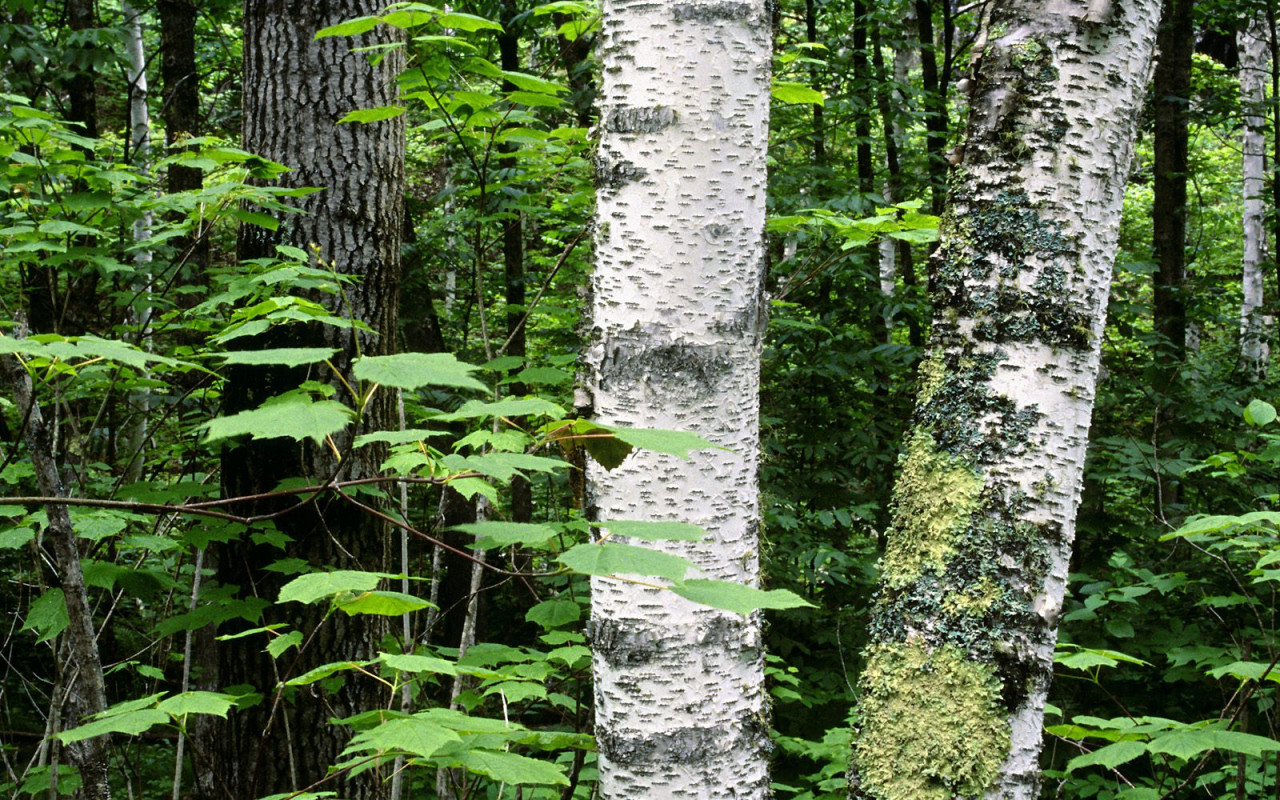 Aspen Trunks, North Woods, Quetico Provincial Park, Ontario, Canada.jpg