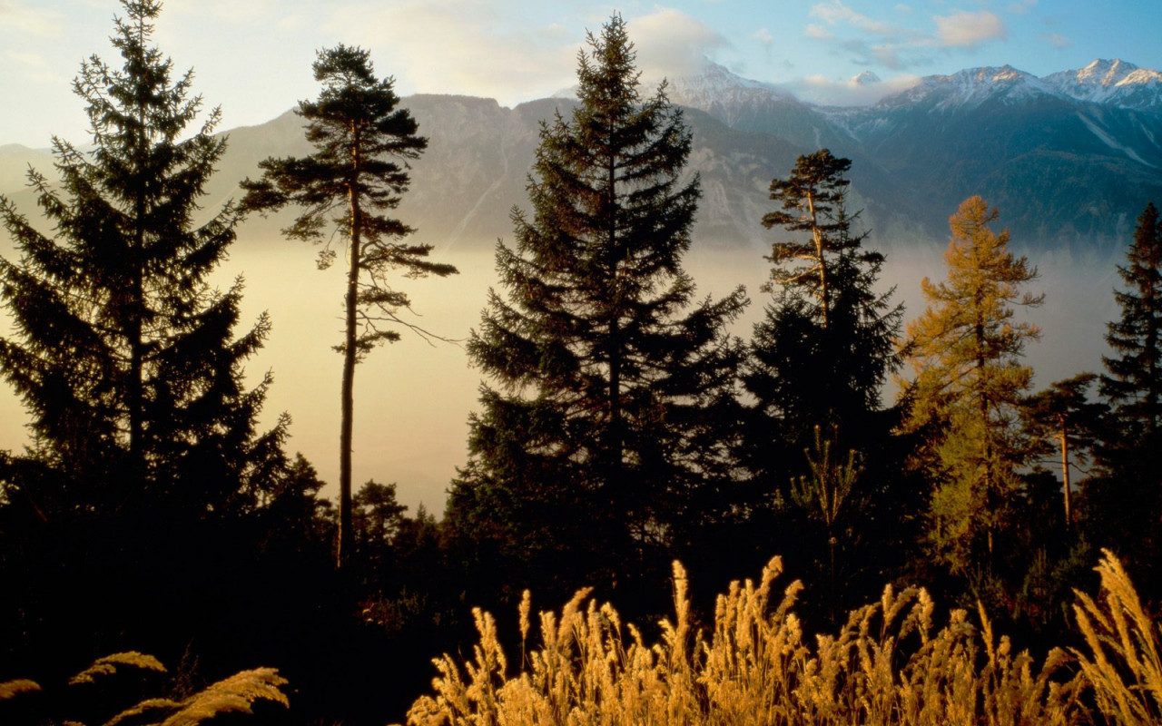 Twilight In The Woods, Valais, Switzerland.jpg