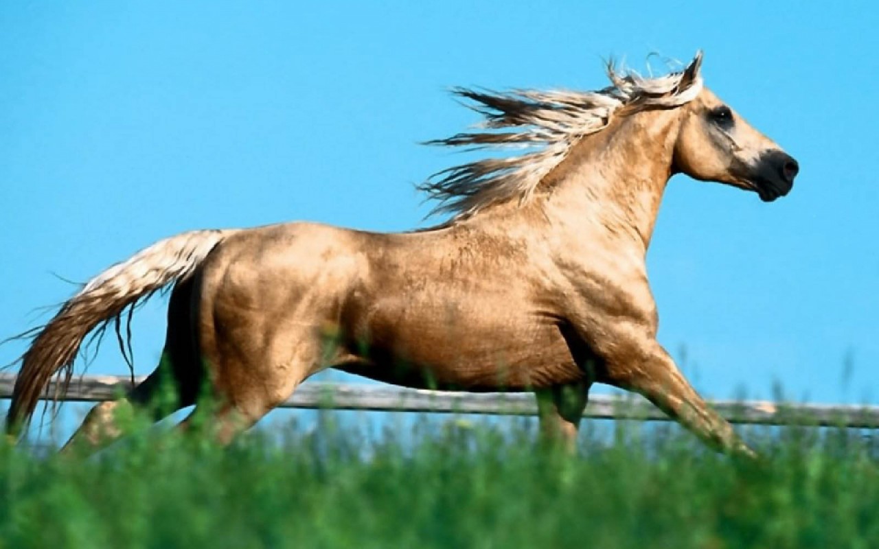 konie (13).jpg
