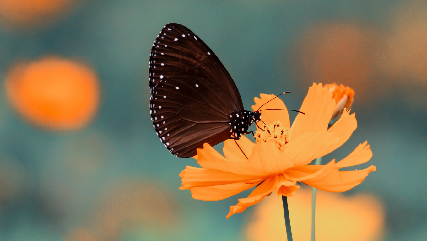 Motyl spija nektar z pomarańczowego kwiatka