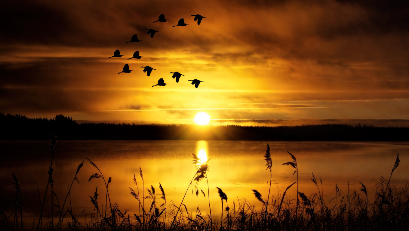 Zachód słońca nad jeziorem i ptactwo