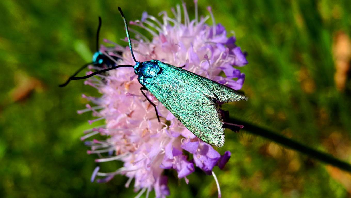 Motyl, Ćma, niebieski owad