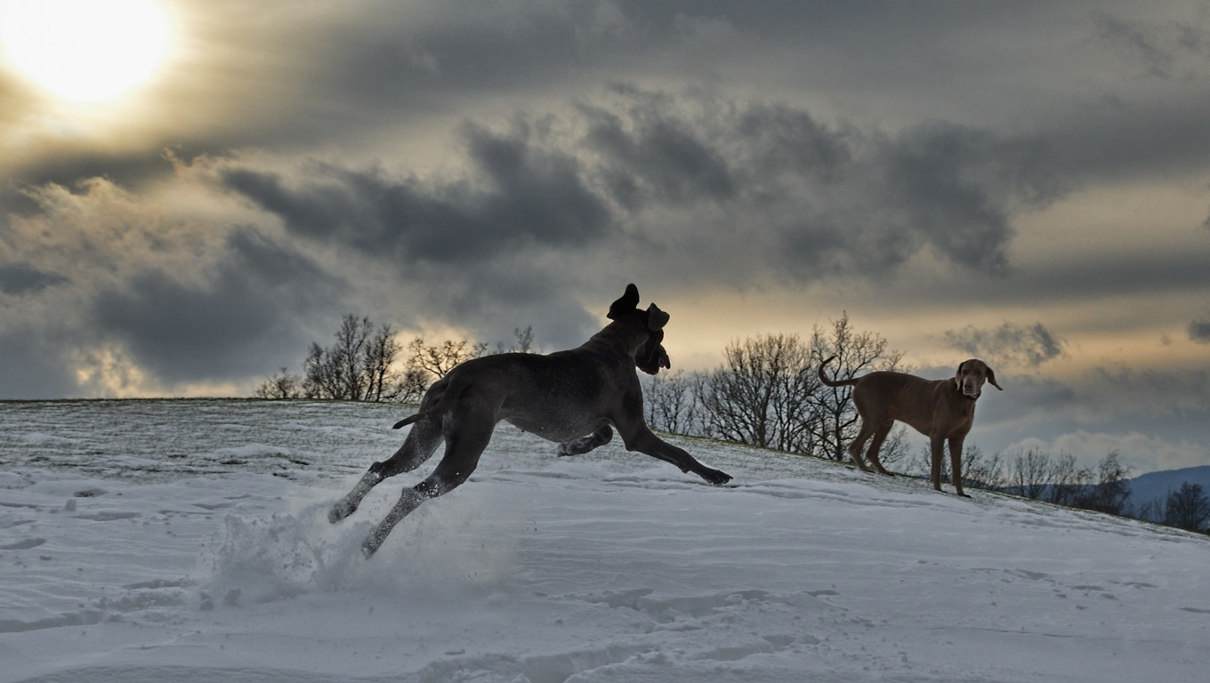 Dwa psy na śniegu