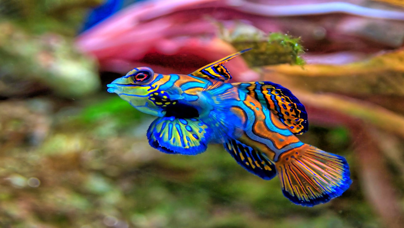 fish mandarinfish