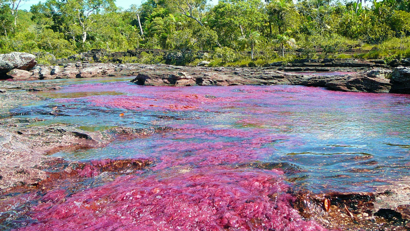 Caño Cristales