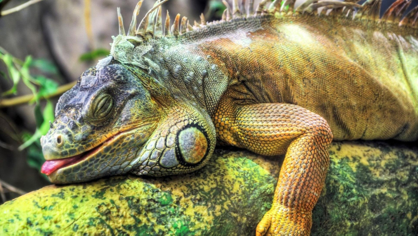 iguana