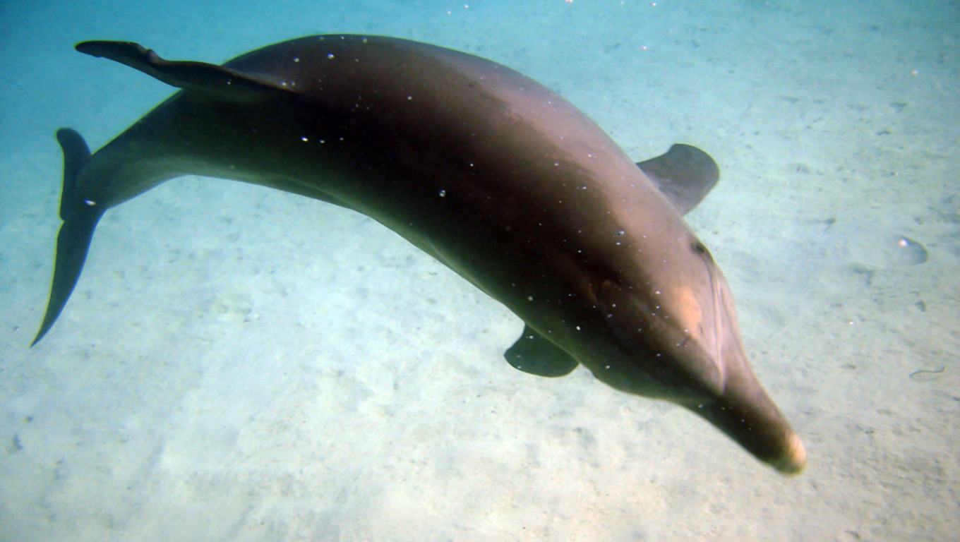 tapety delfiny (7).jpg