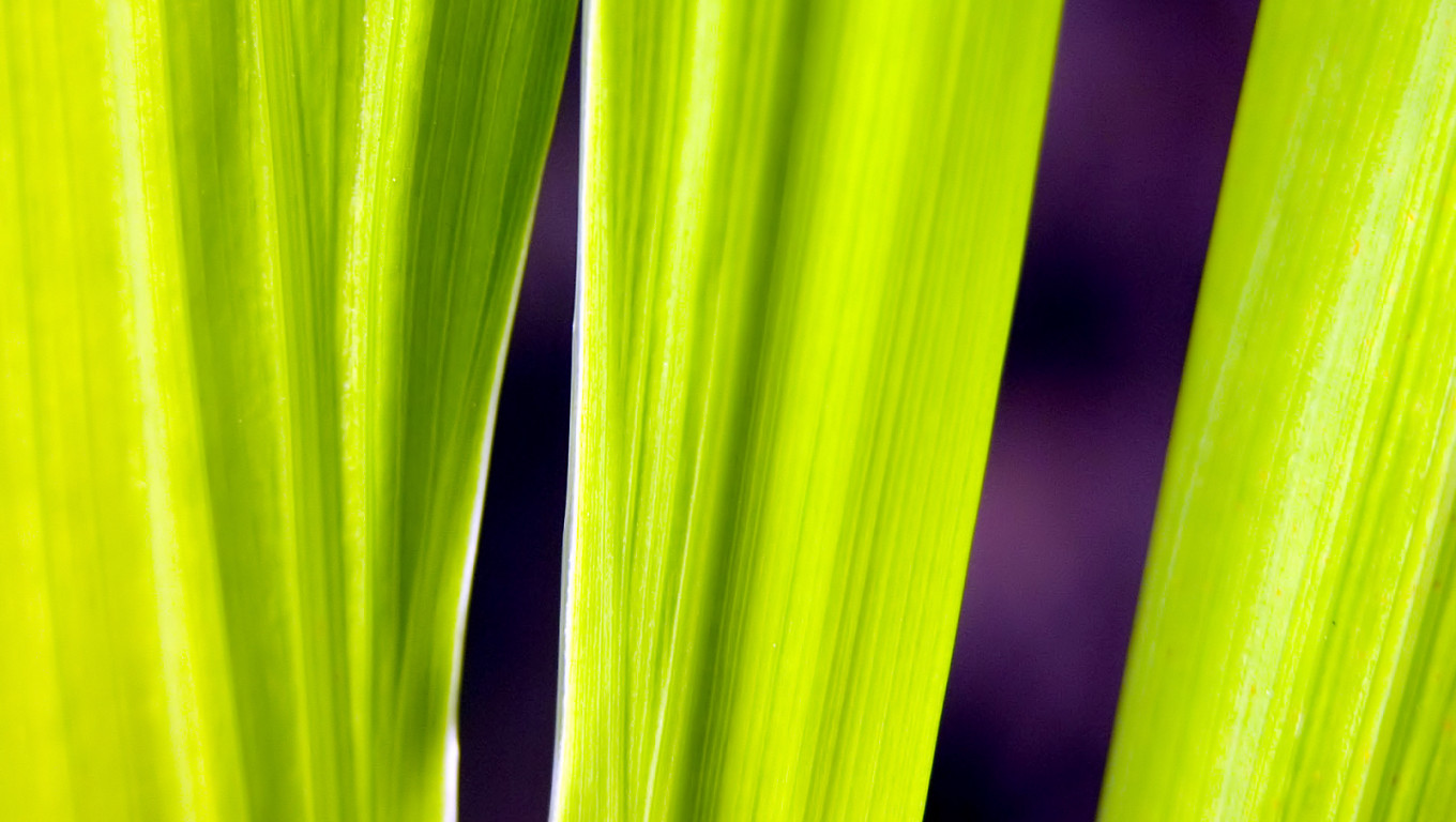 makro-foto-zielone-rosliny (86).jpg