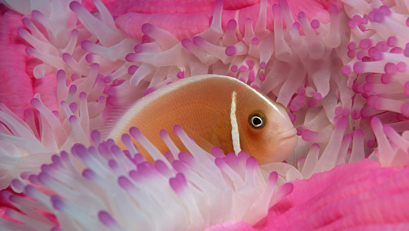 Pink Anemonefish.jpg