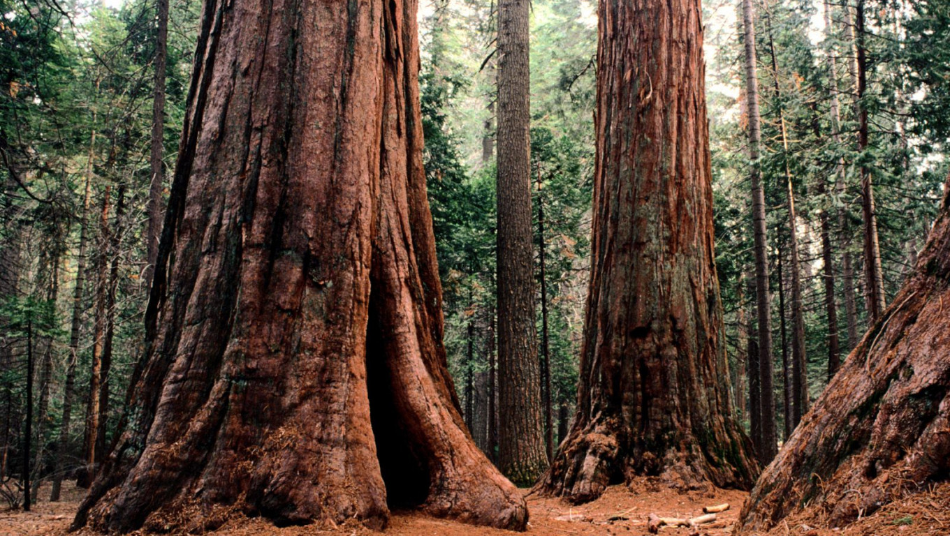 Giants, Calaveras State Park.jpg