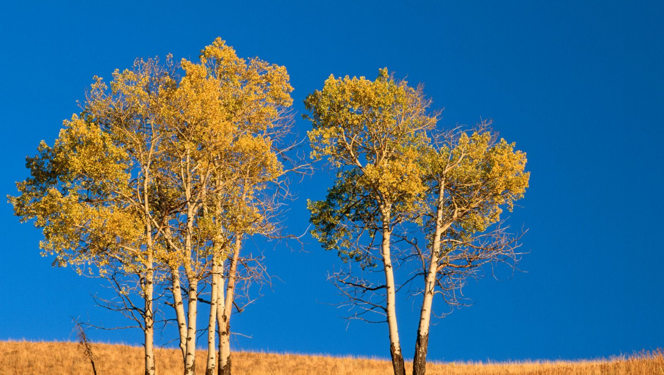 Autumn Aspen Trees and Sunset, Yellowstone National Park, Wyoming.jpg