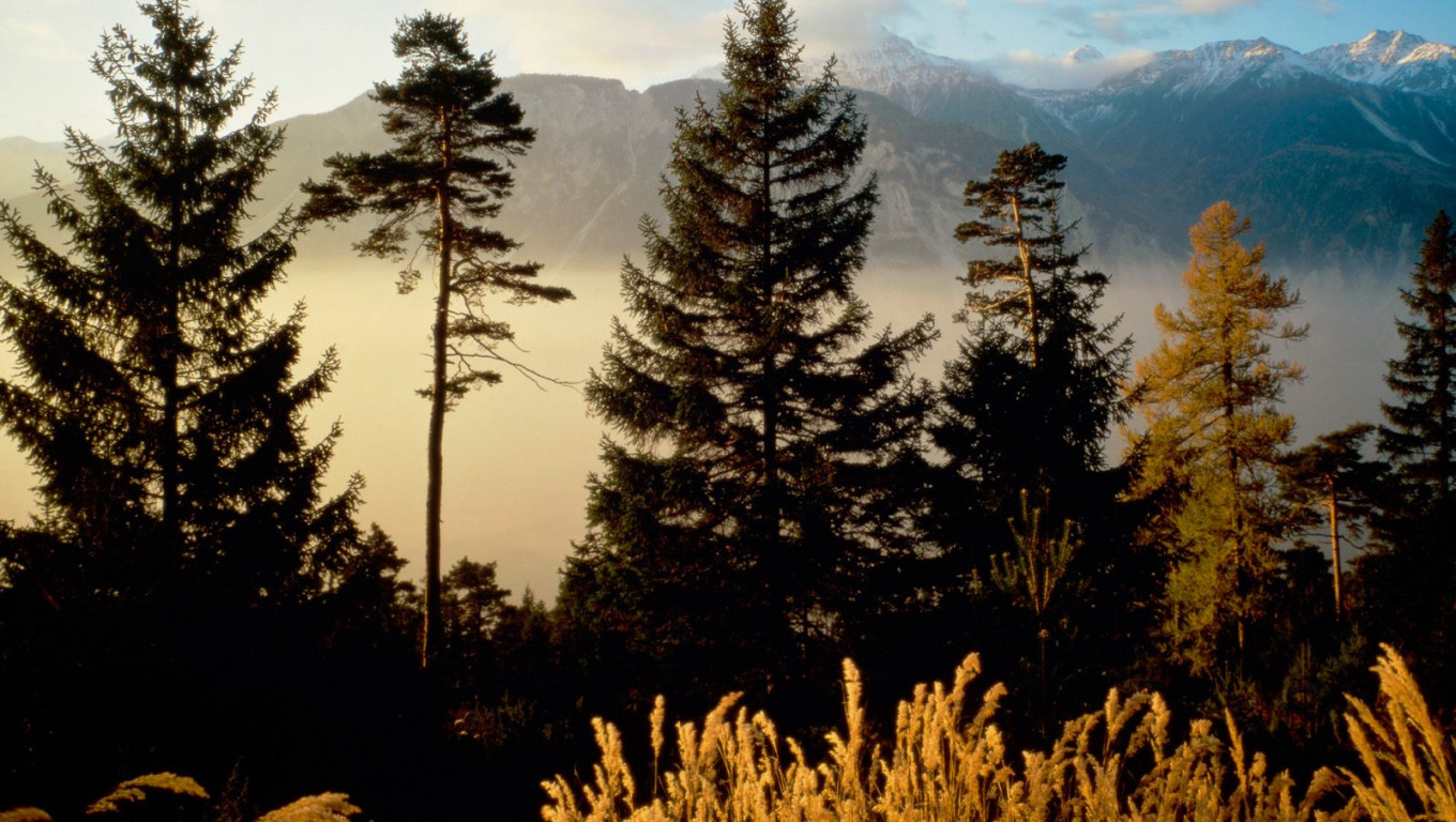 Twilight In The Woods, Valais, Switzerland.jpg