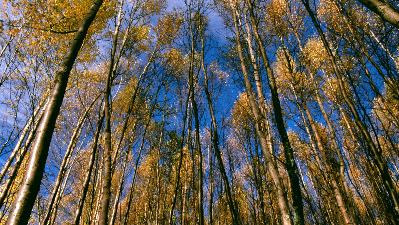 Autumn Aspens, Hidden Lake, Alaska.jpg