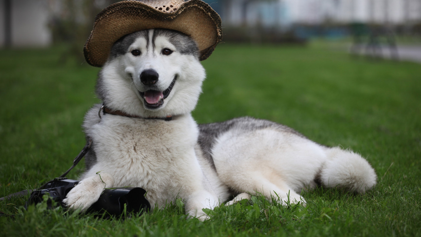 Pies w kapeluszu