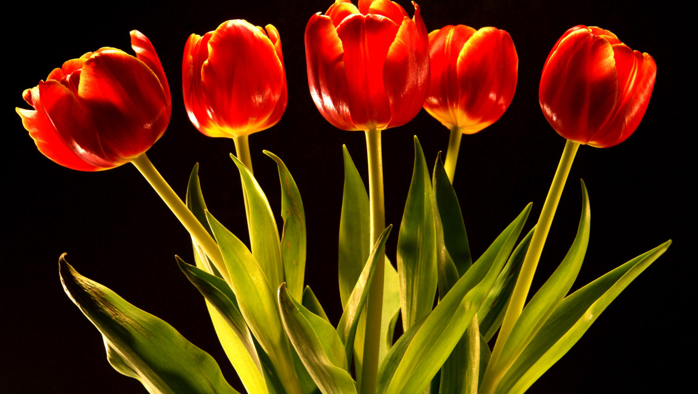 Tulipany (25).jpg