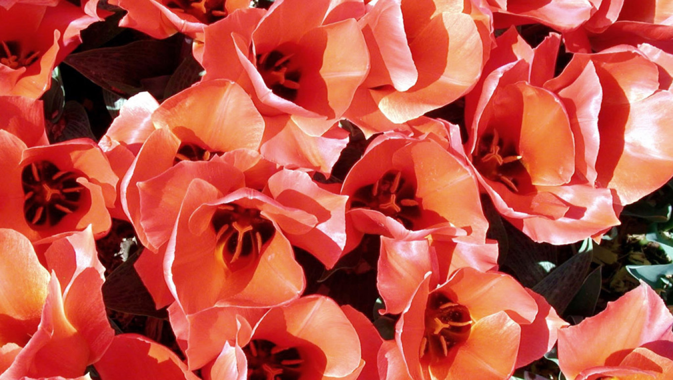 Tulipany (48).jpg