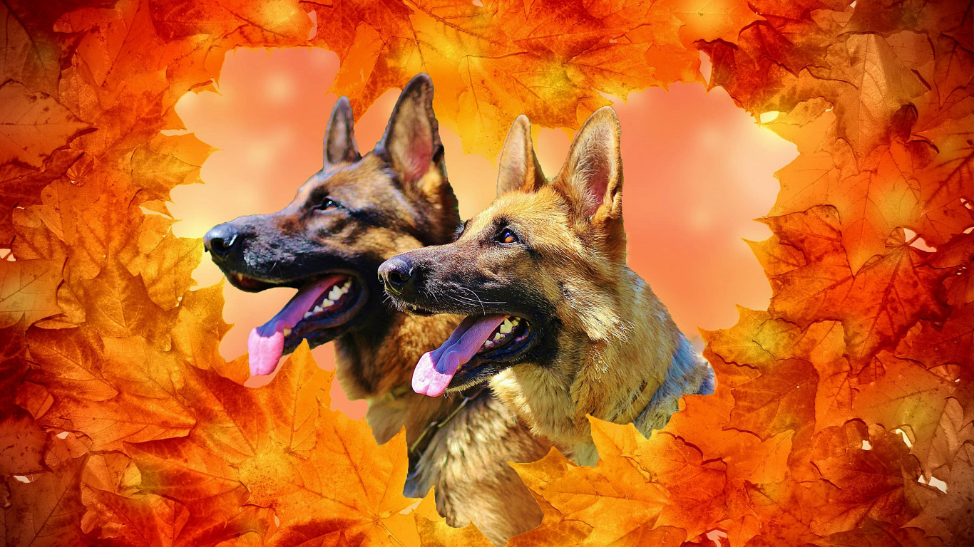 Owczarek niemiecki, Psy, Jesień