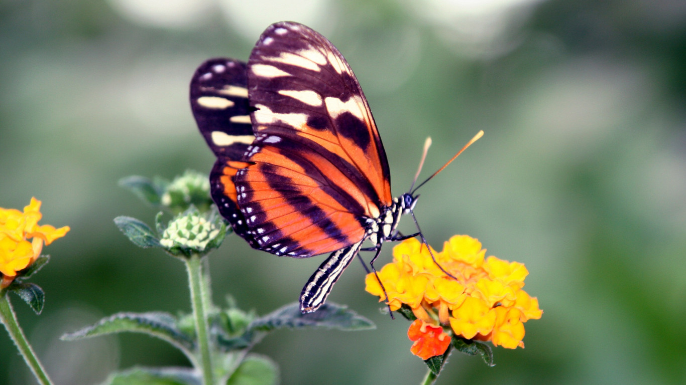 Motyl