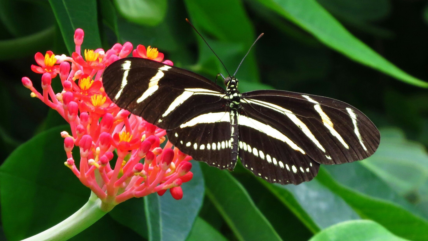 Czarny motylek w białe paski