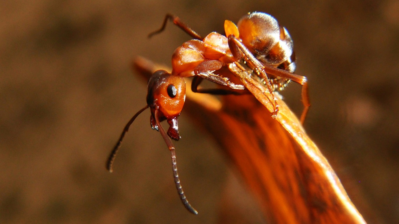 Mrówka w mrowisku