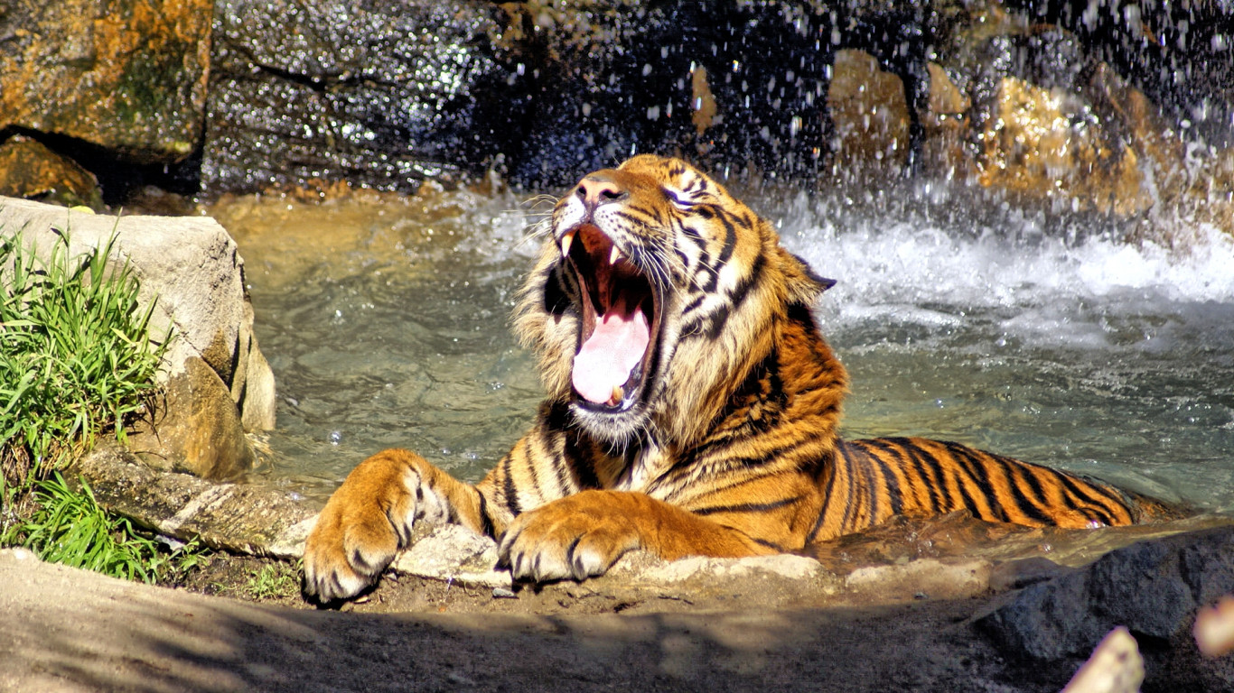 tiger