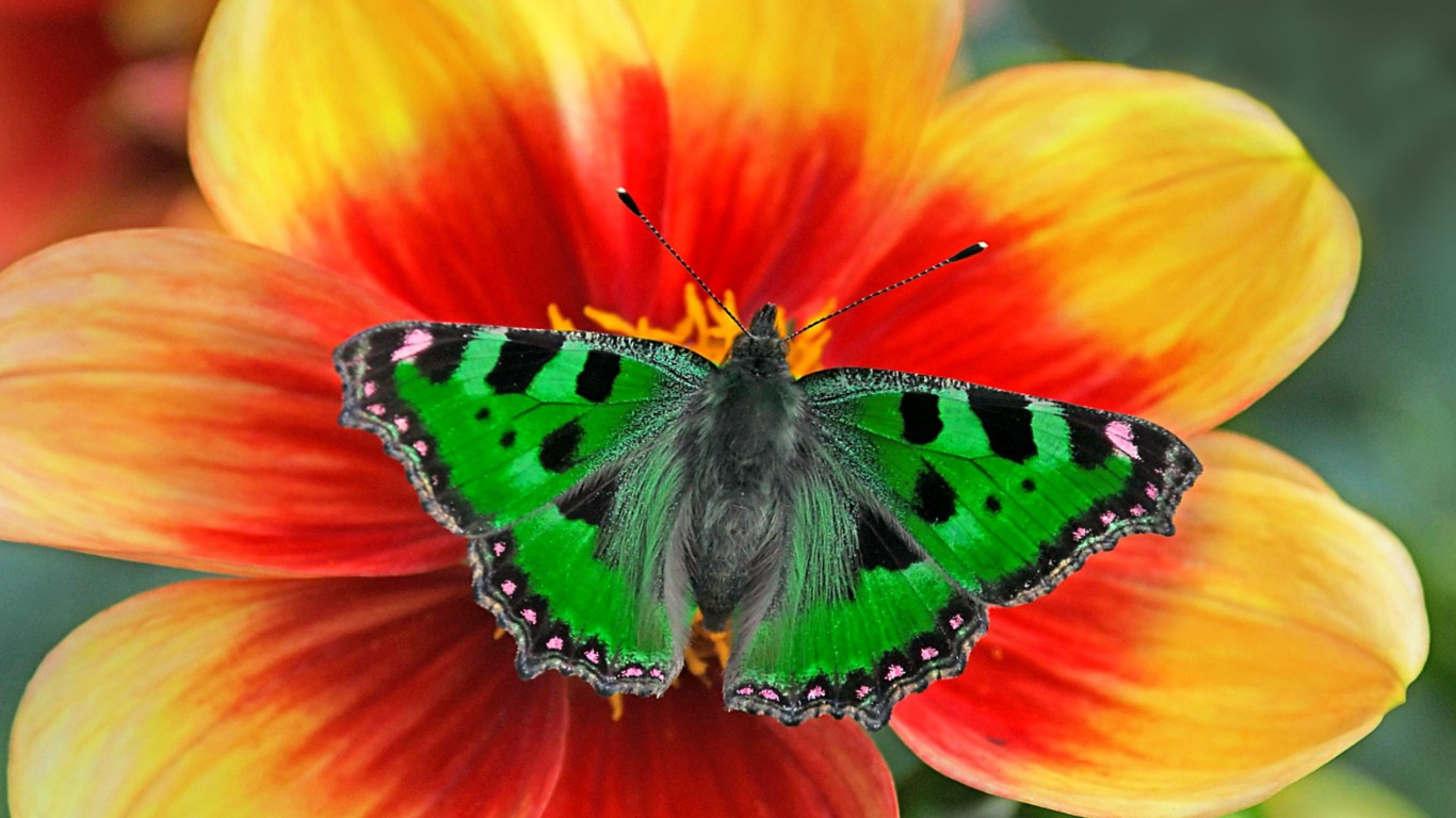 Motyl