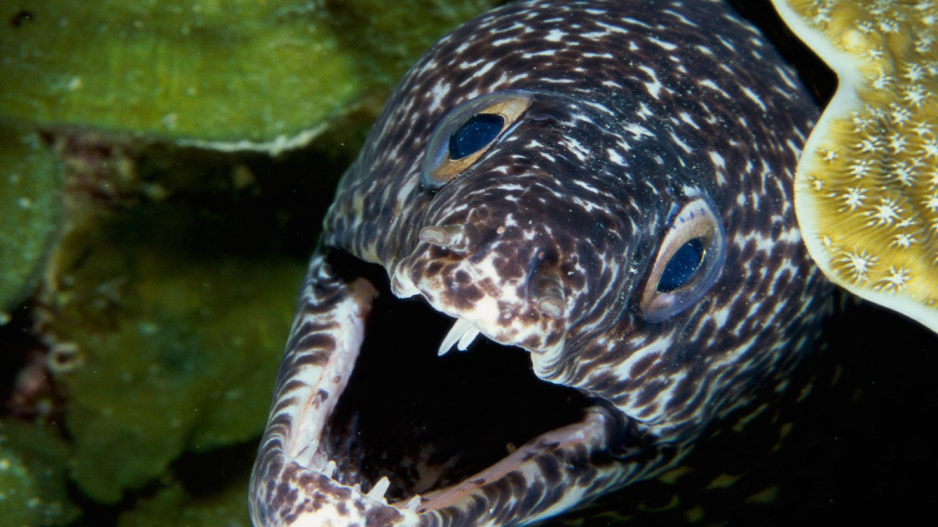 Spotted Moray Eel.jpg