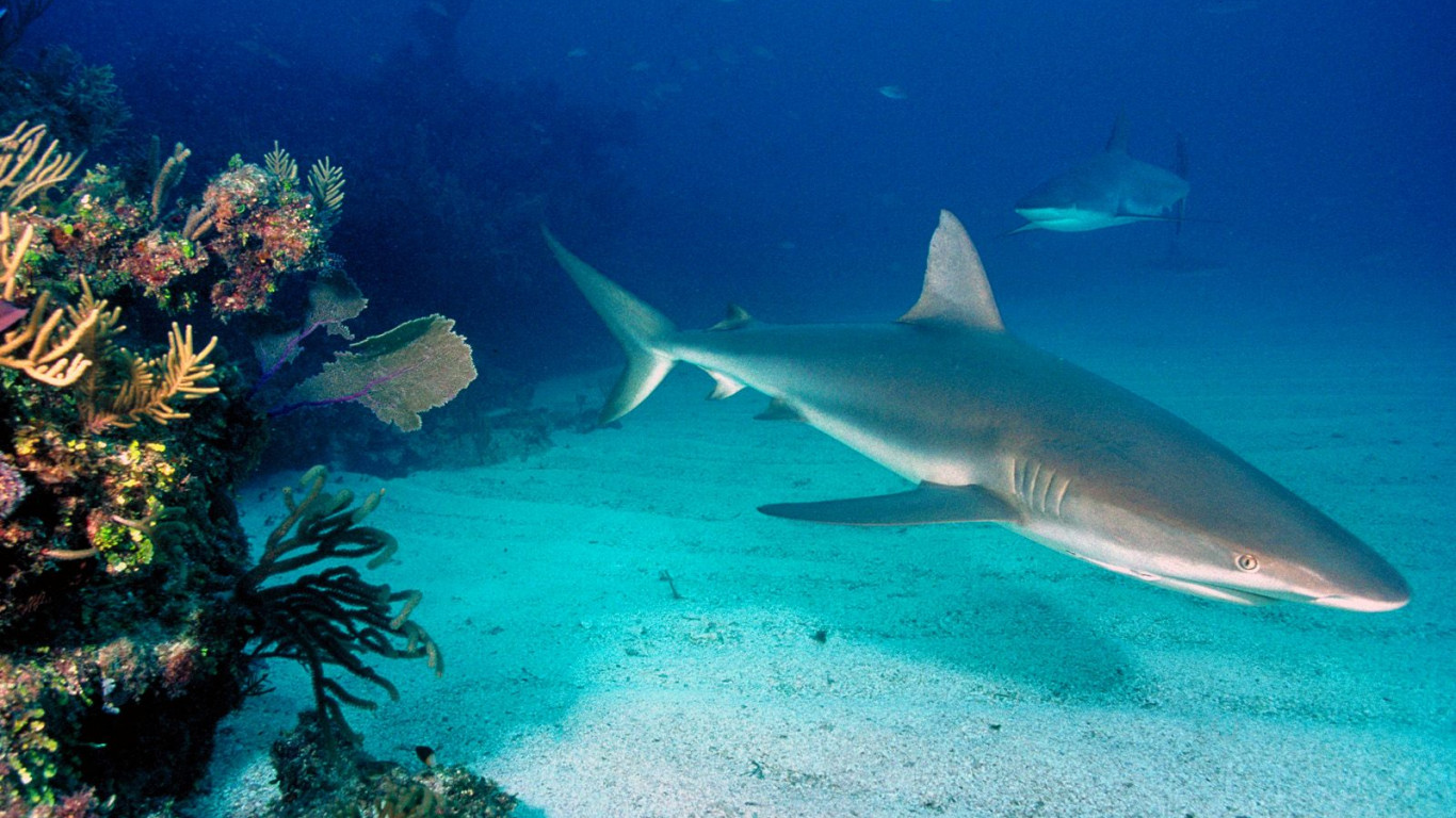Gray Reef Sharks.jpg