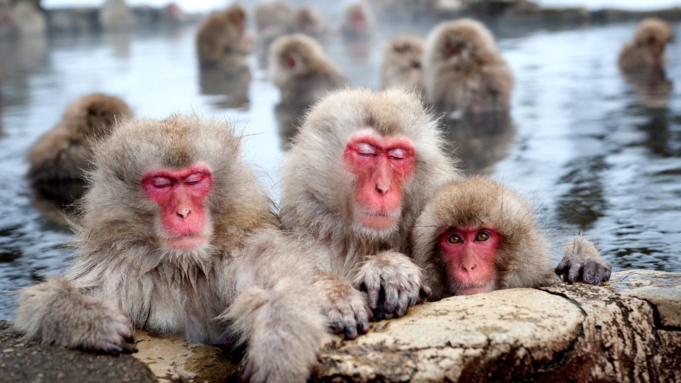 Rodzina małp