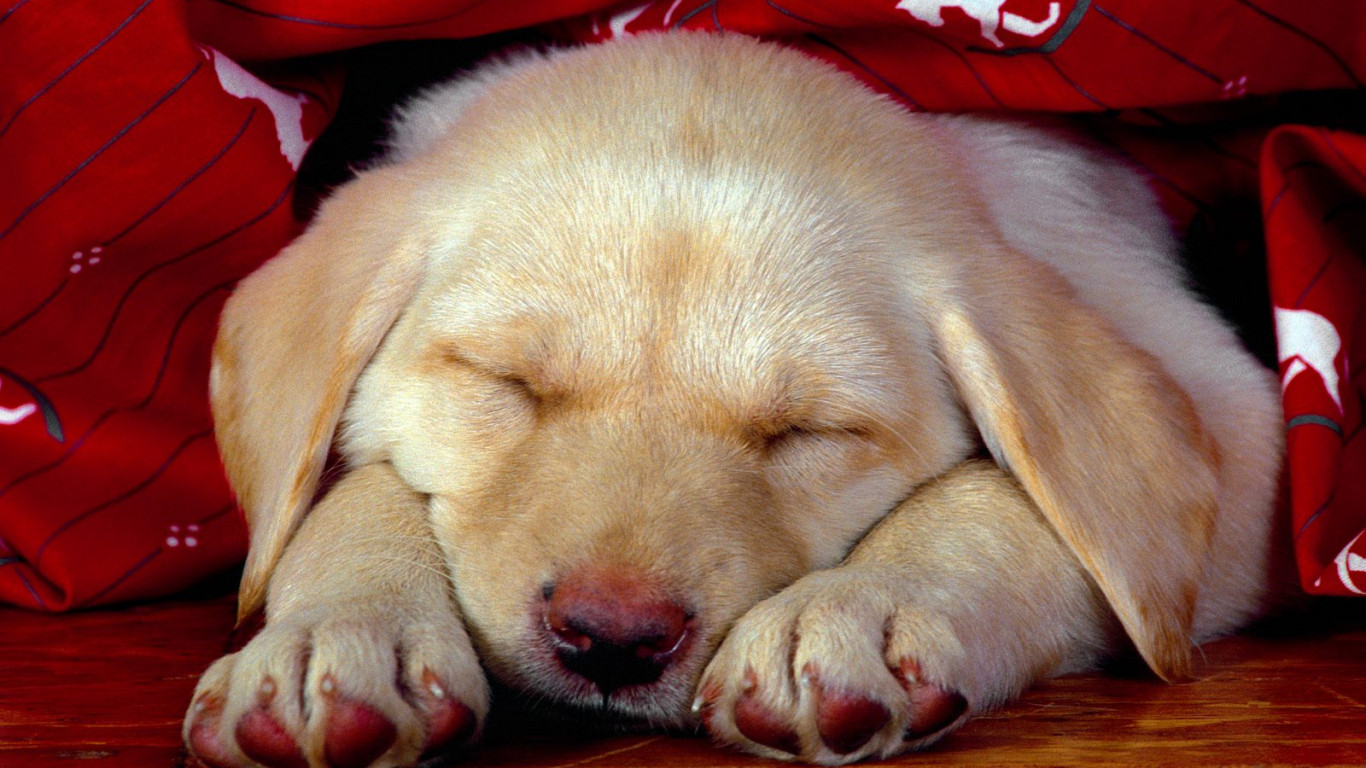 Puppy Dreams.jpg
