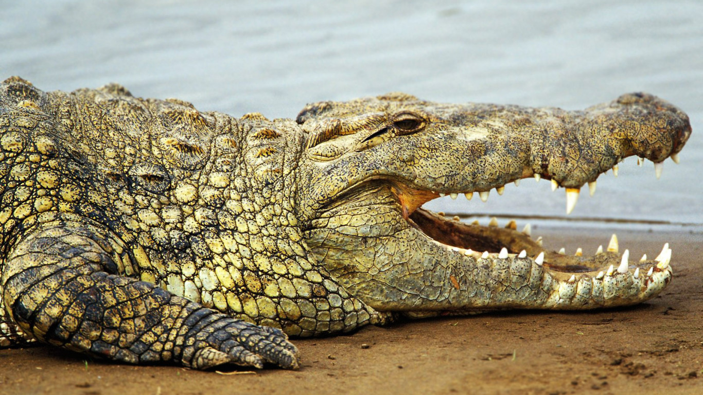 krokodyl (7).jpg