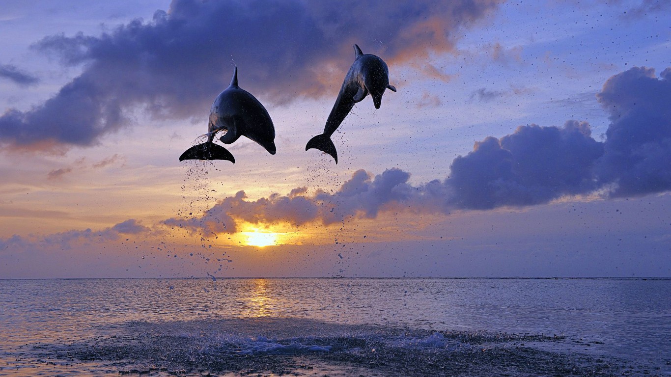 Delfiny 5