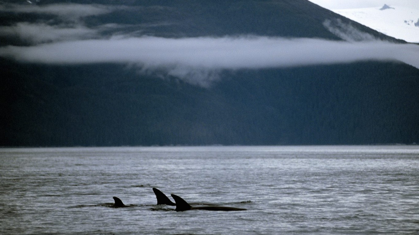A Family of Orca Whales.jpg