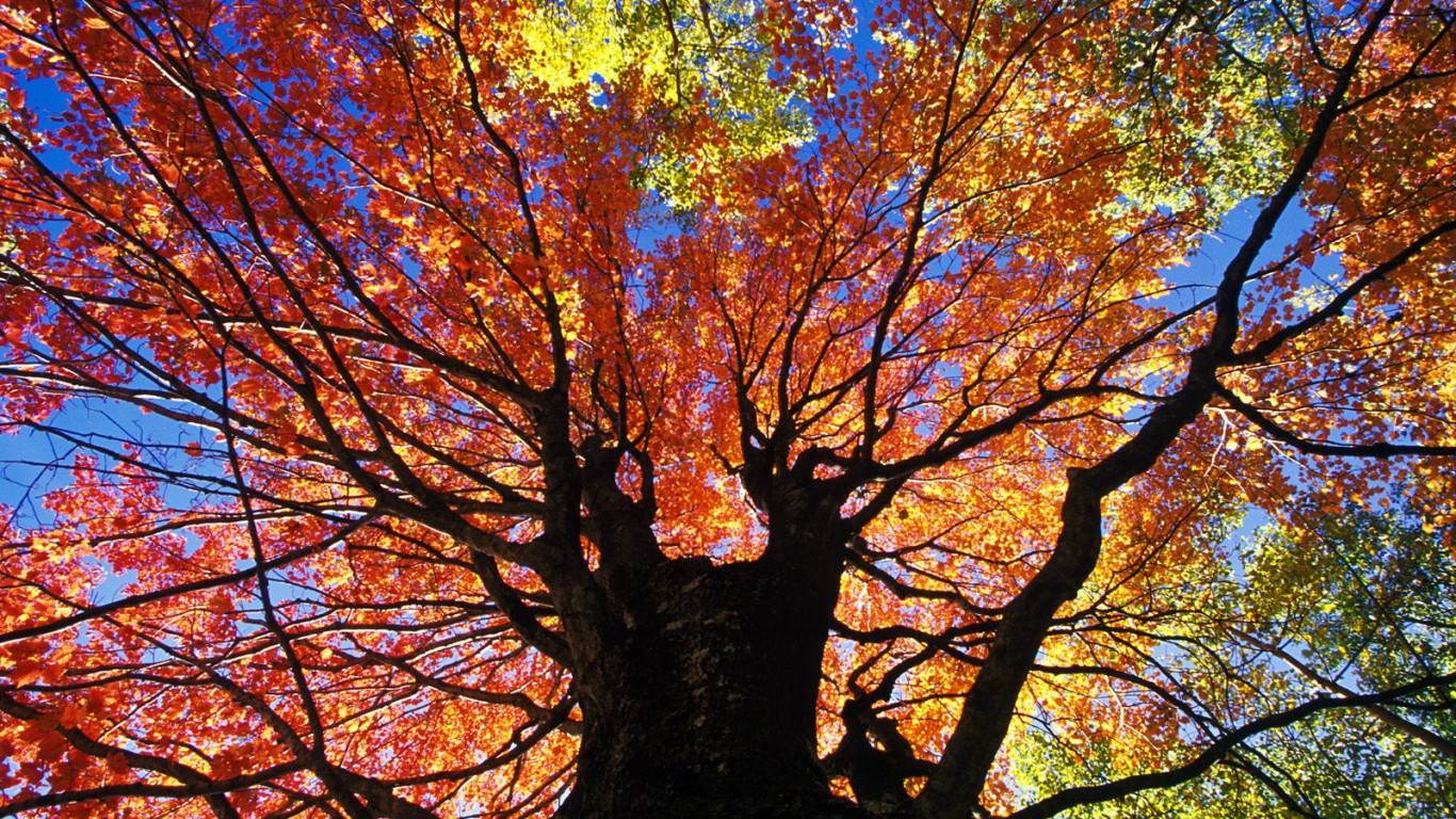 Red Maple in Autumn, Near Beckley, West Virginia.jpg