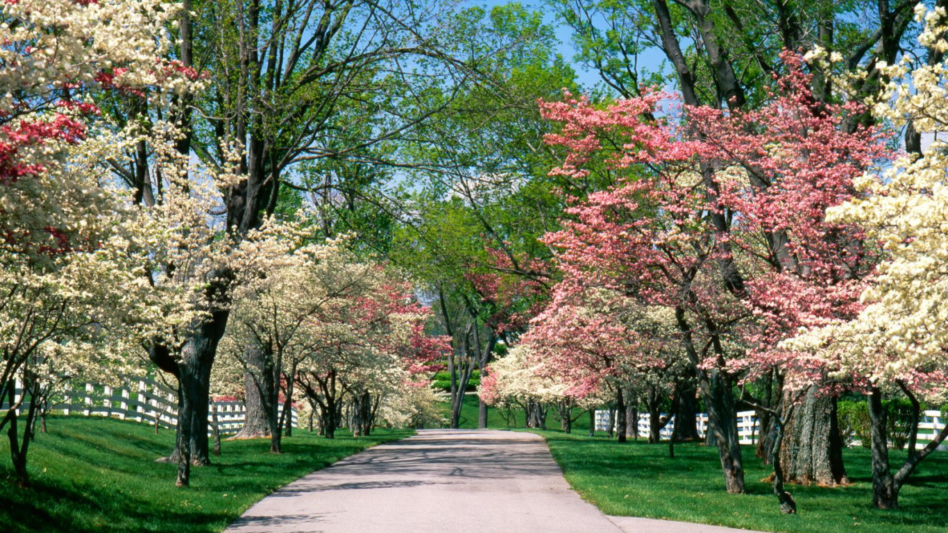 Pink and White Dogwood Trees, Lexington, Kentucky.jpg