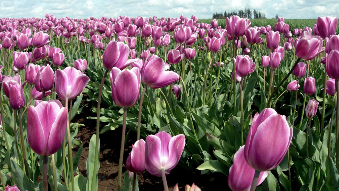 Tulipany (77).jpg
