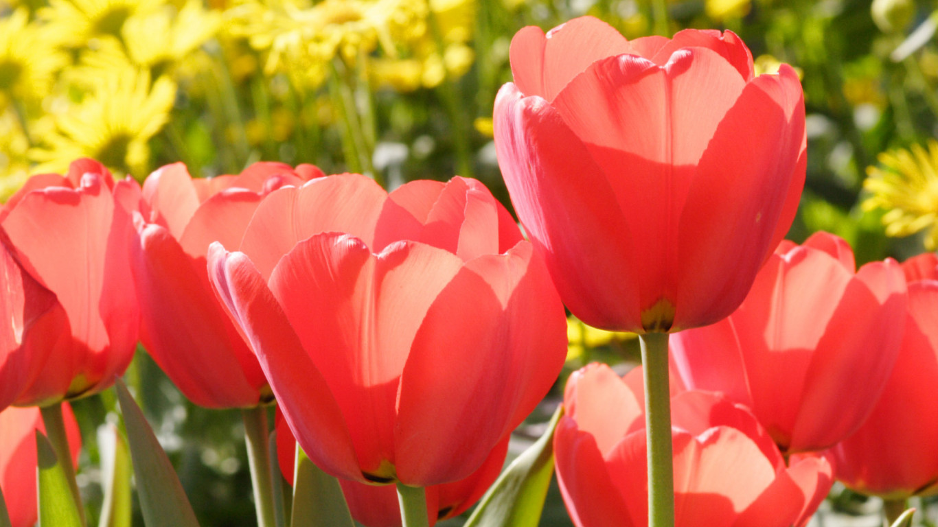Tulipany (4).jpg