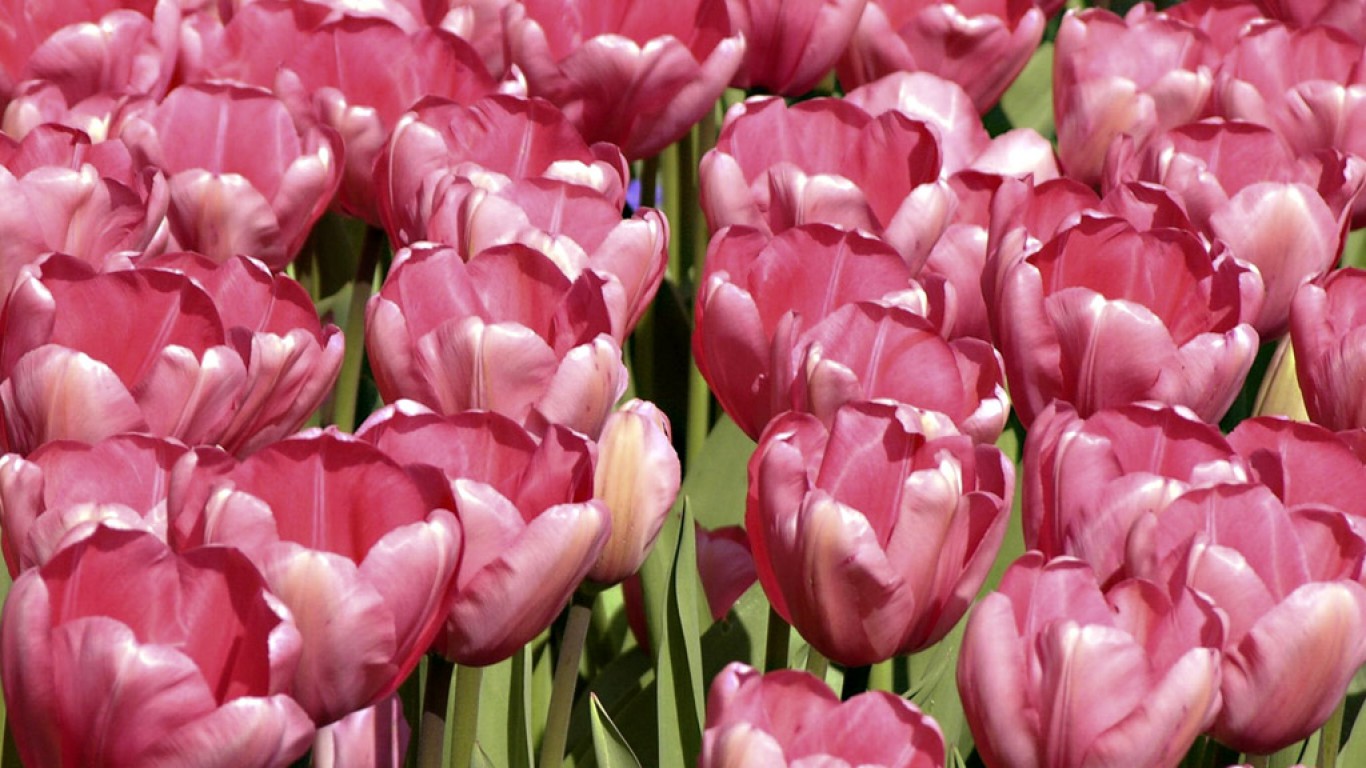 Tulipany (60).jpg