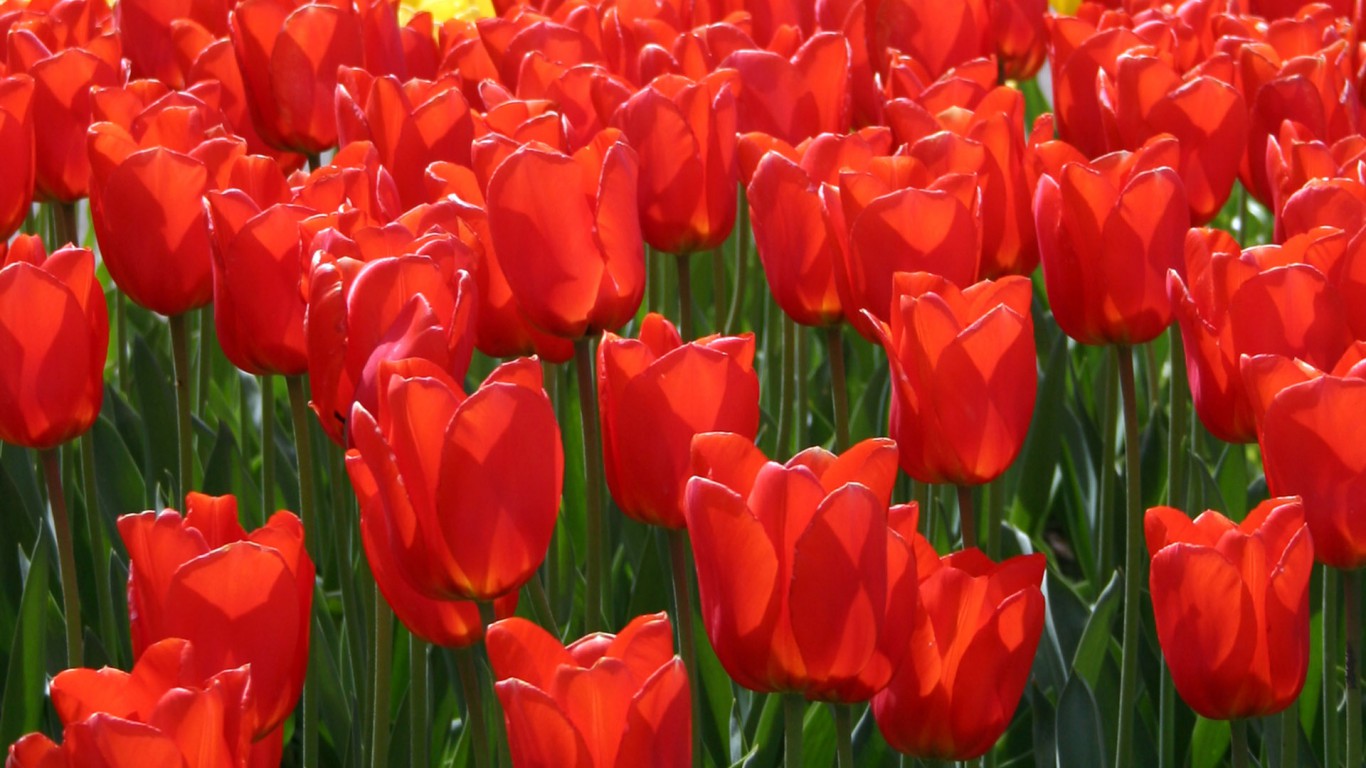 Tulipany (30).jpg