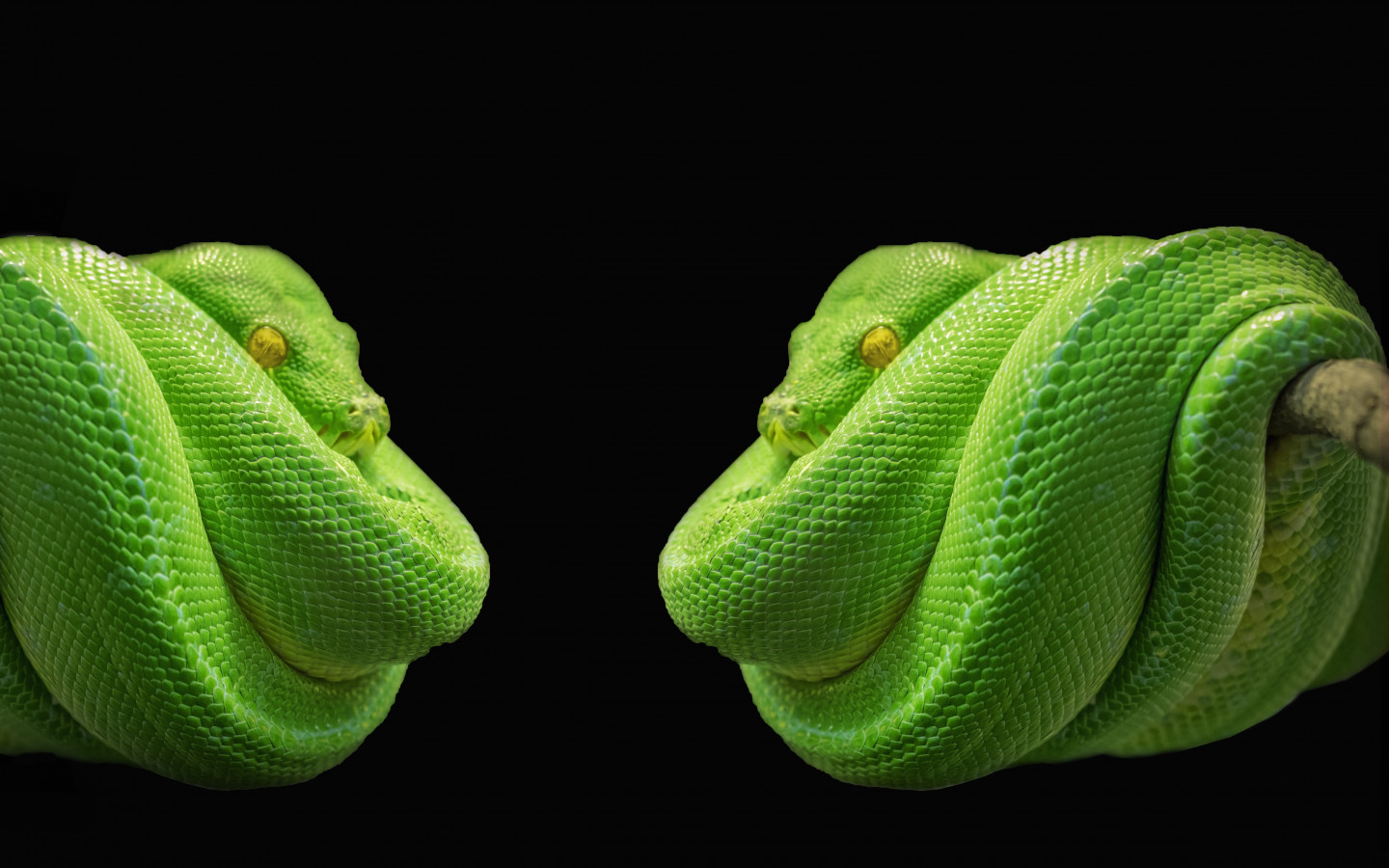 Pytony, Zielone węże