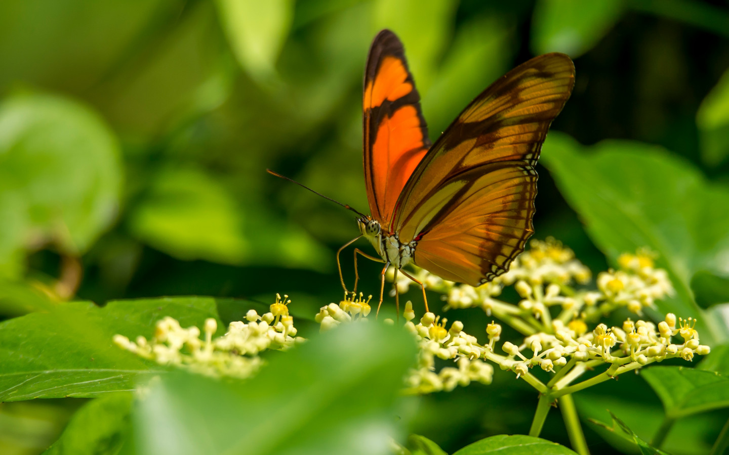 Czerwony motyl spija nektar z kwiatów