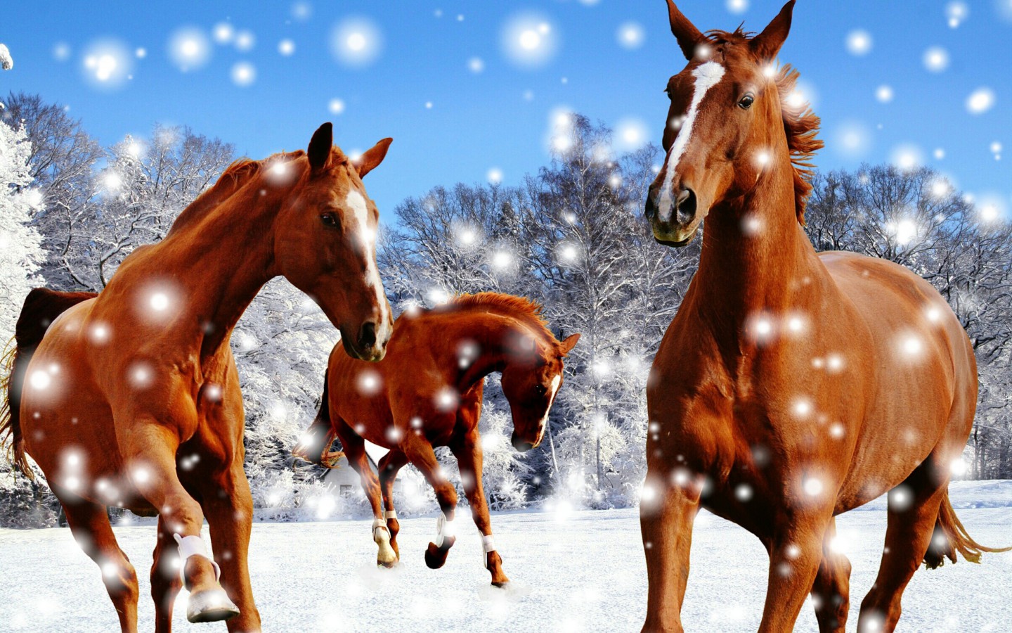 Konie, zima i śnieg