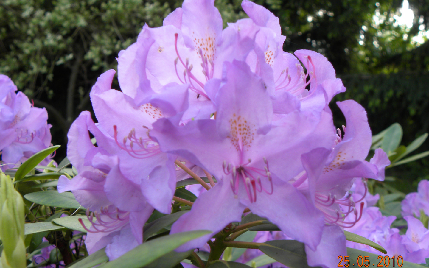 Rododendron