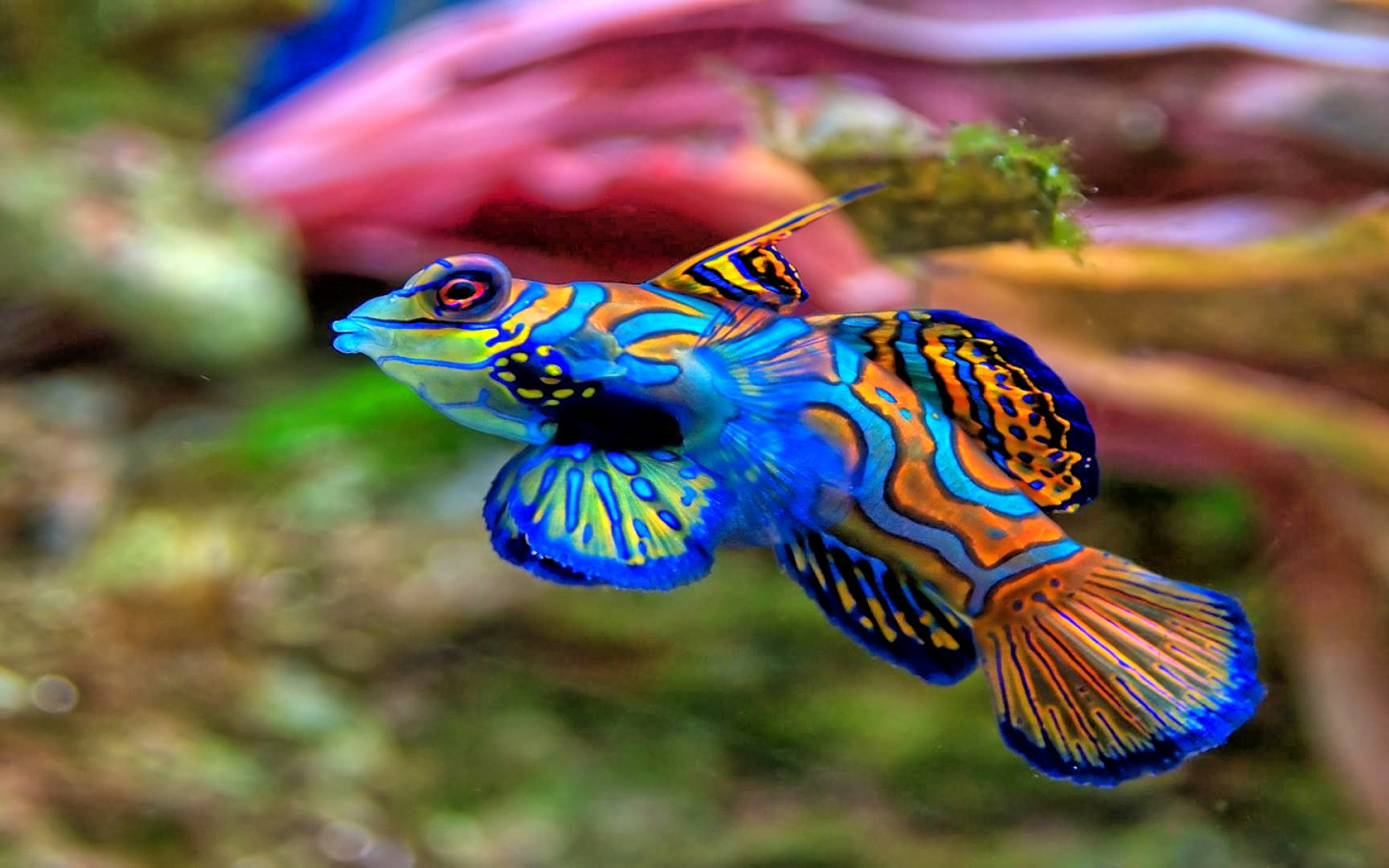 fish mandarinfish