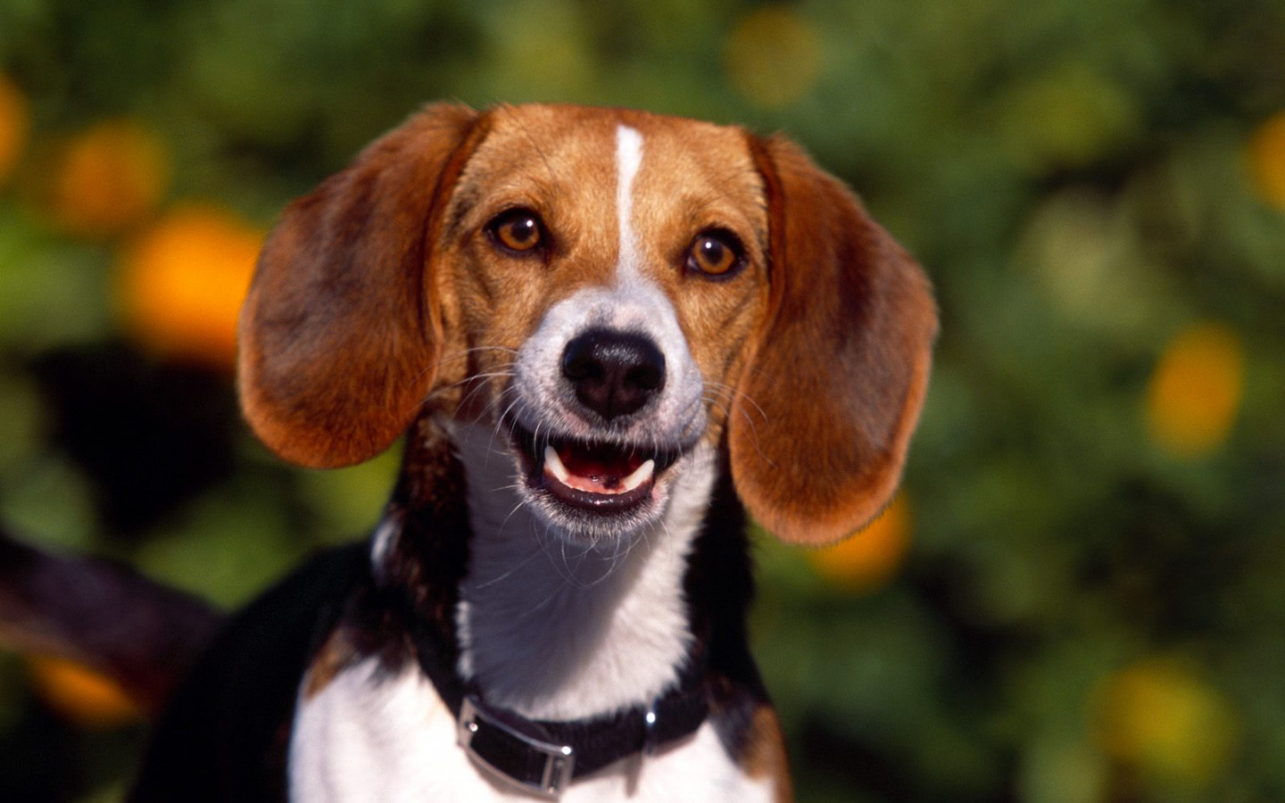 Regal Beagle.jpg