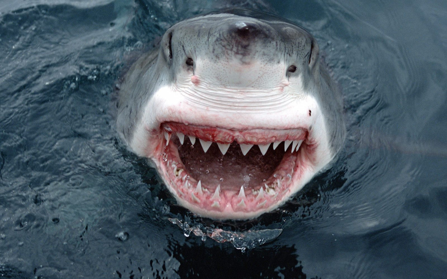 Yipes! Great White Shark, South Australia.jpg